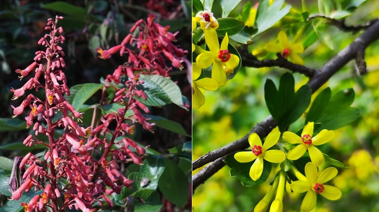 red buckeye currant clove flowers