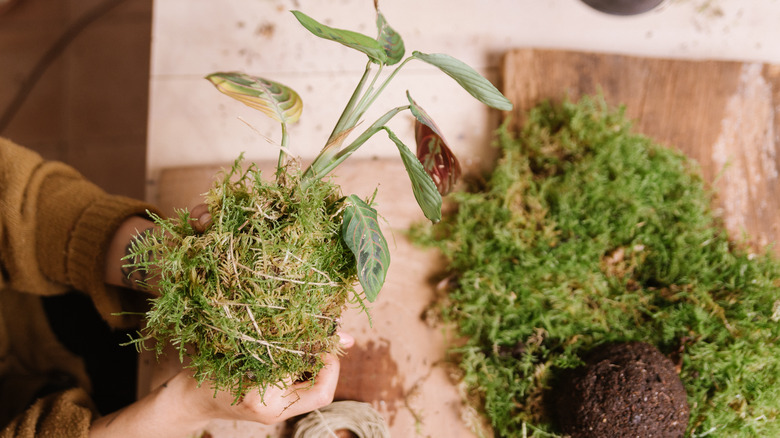 Hands holding a kokedama ball