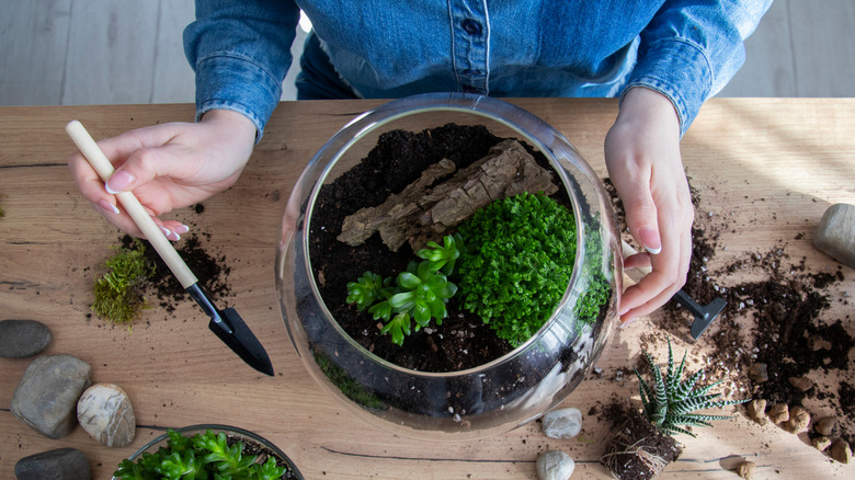 Making a mini home terrarium