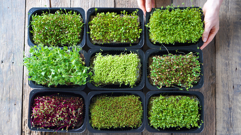 microgreens in containers 