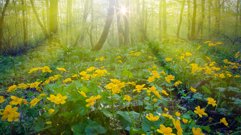 sunshine streams over marsh marigolds