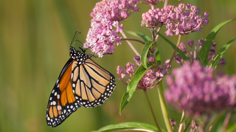 monarch hanging off swamp milkweed