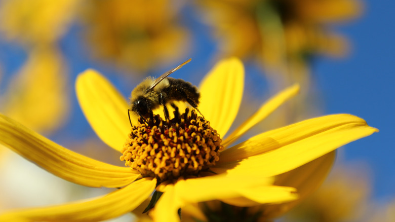 bee harvesting swamp sunflower pollen