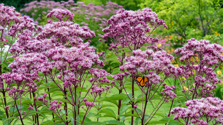 Joe-Pye weed