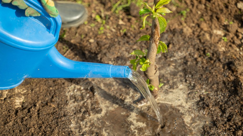 Watering soil