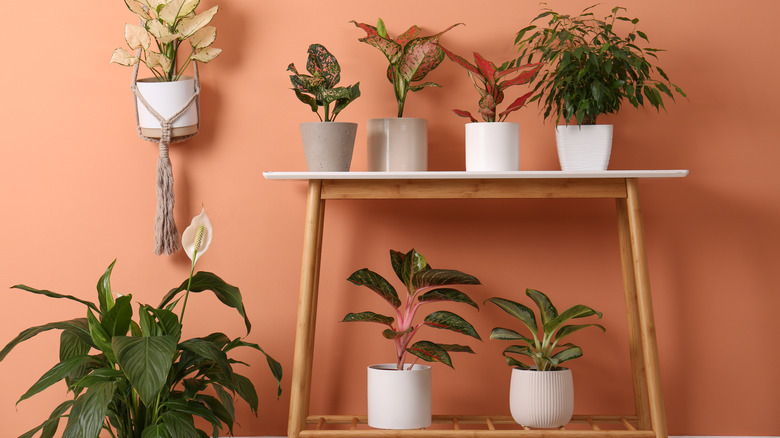 coral accent wall with plants in pots