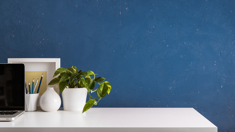 cobalt blue wall with desk and plant