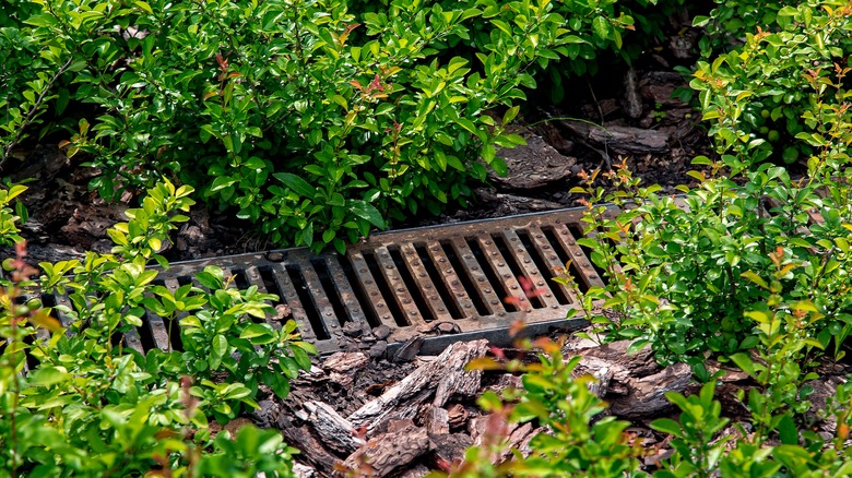 channel drain amongst bushes