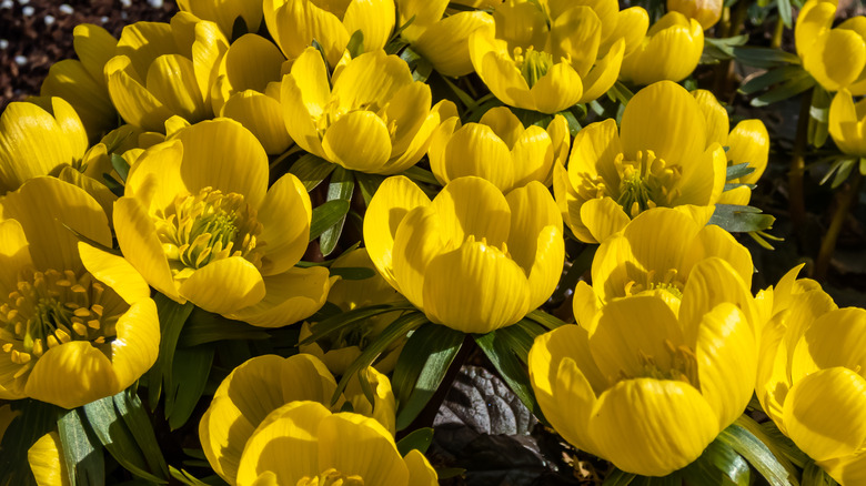 Winter Aconites in bloom