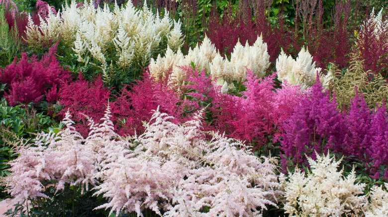 Four different colors of Astilbe