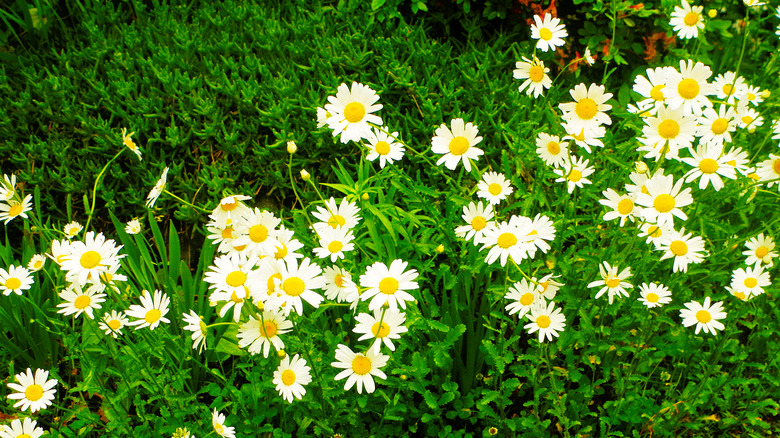 Yellow-eyed Becky Shasta Daisies