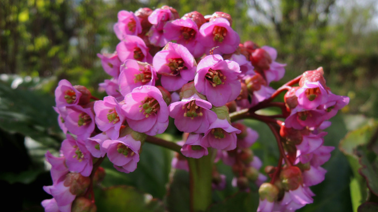 Blooming Bergenia lilies