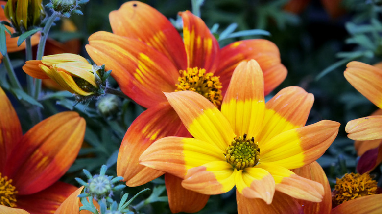 Up close Bidens