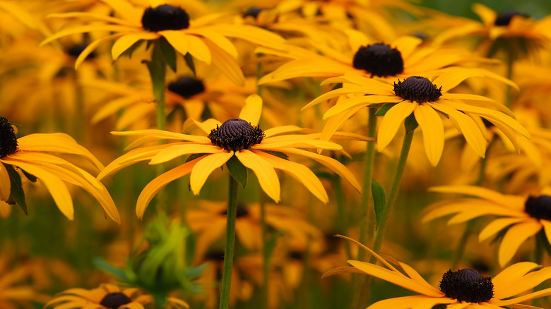 Black-Eyed Susan flowering 