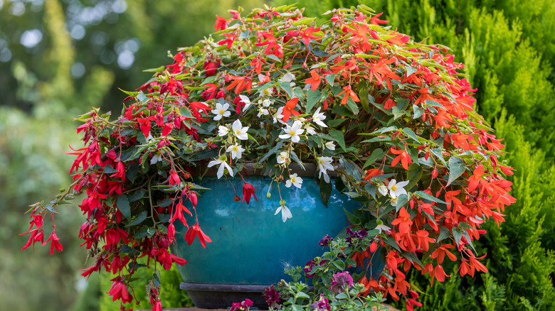 Bolivian Begonia in pot