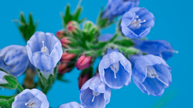 Comfrey cluster on blue background