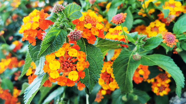 Close up blooming Common Lantanas