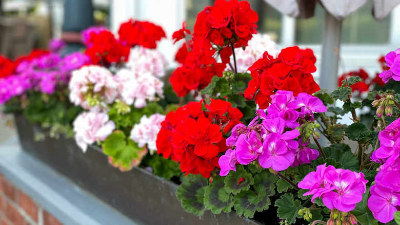 Geraniums in flowerbox