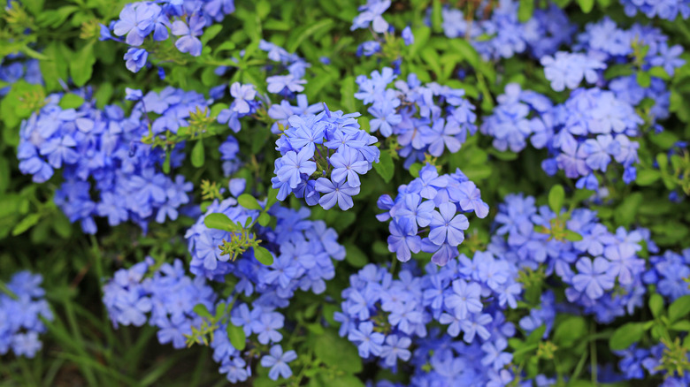 leadworts in a garden