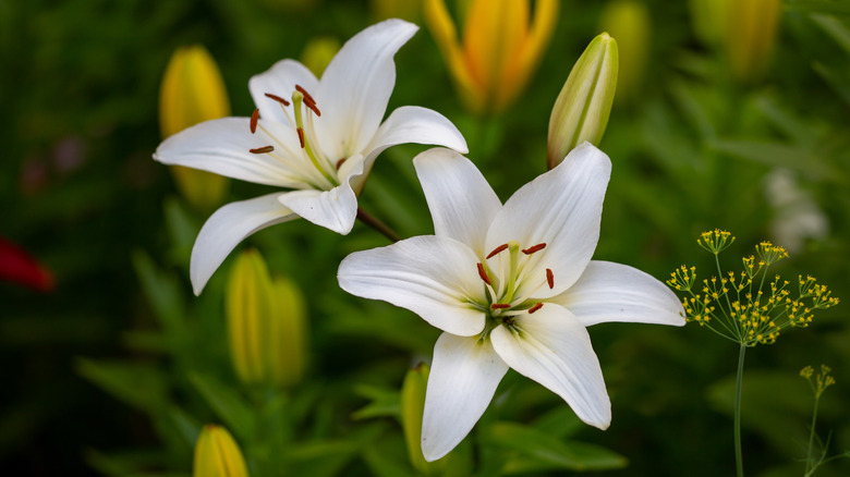 White lilies in garden