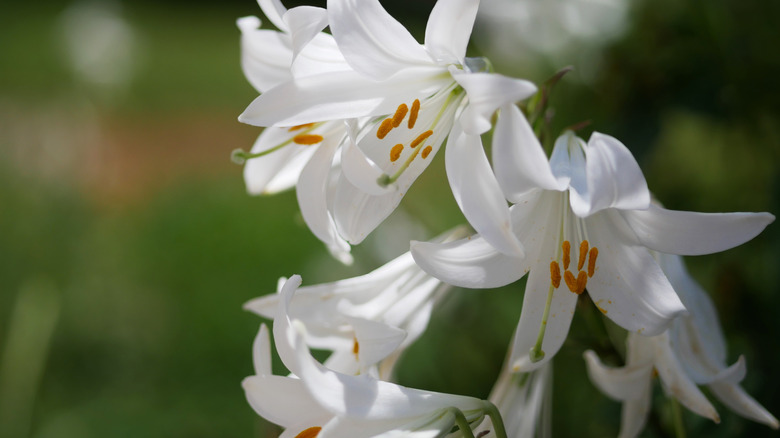 Madona lilies in late spring