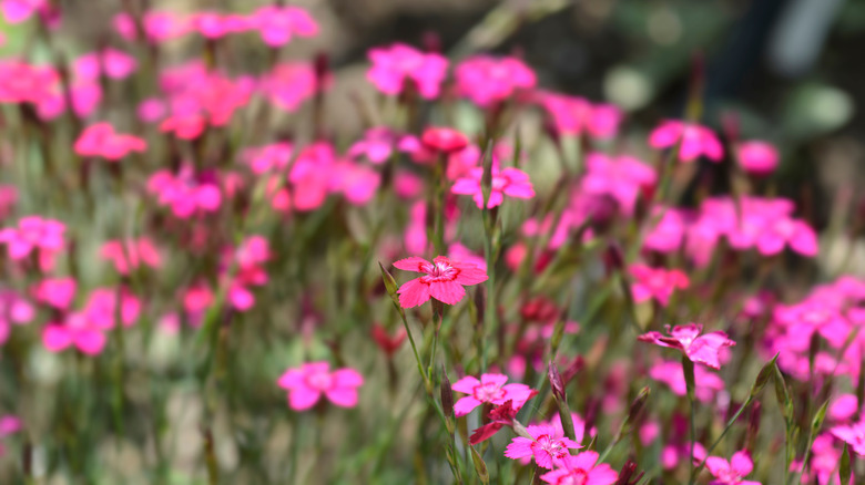 Brilliant Maiden Pink