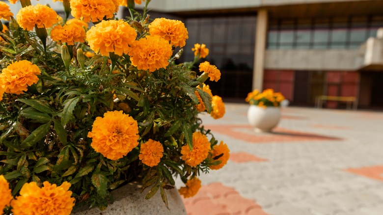 Pots of marigolds