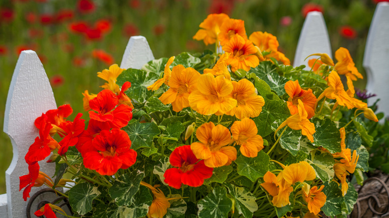 Nasturtiums against a white picket fence