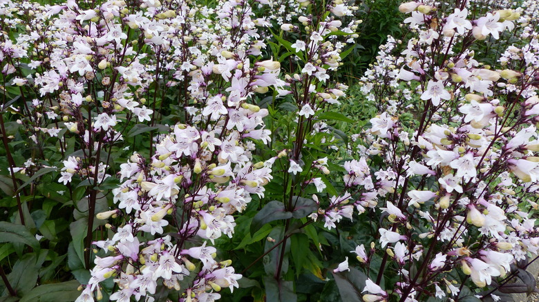 Blooming white pestemon