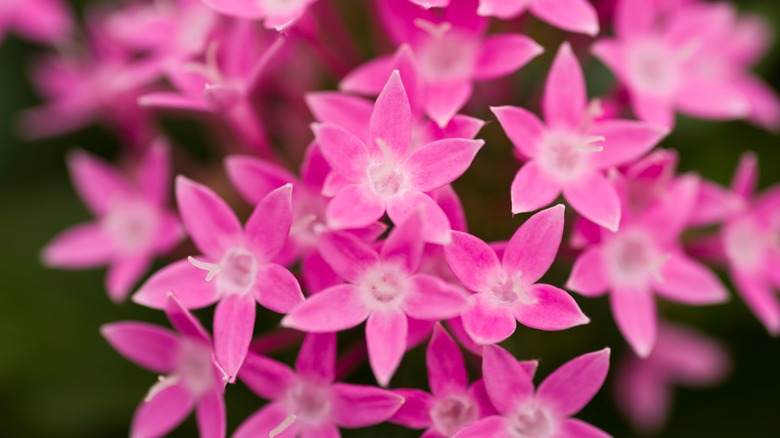 Up close pink Pentas