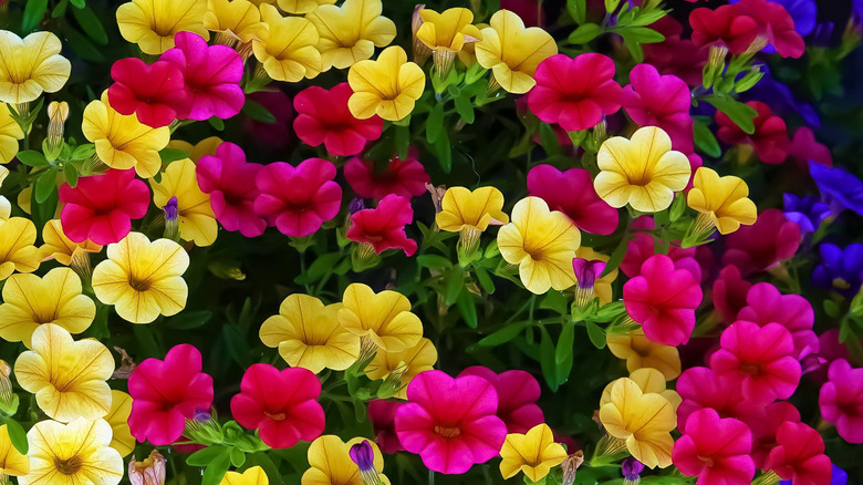 Different colored petunias