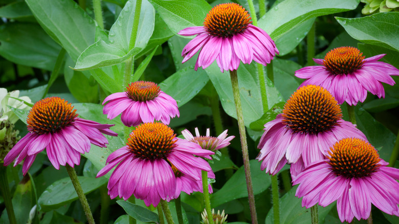 Purple coneflowers in garden