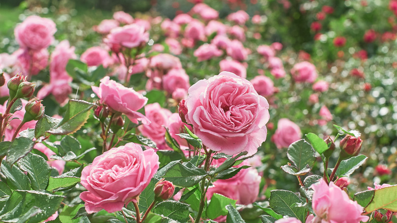 The 40 Best Flowers For Your Garden