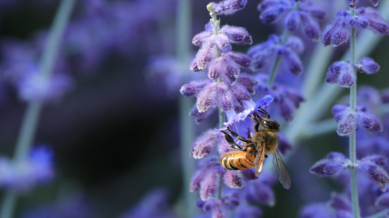 Bee pollinating Russian sage