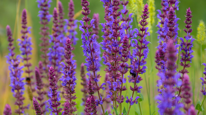 A booming meadow of Salvia