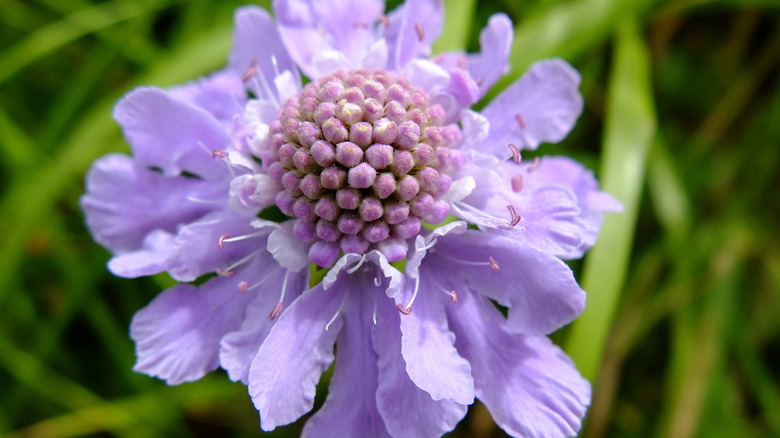 Purple Scabiosa Japonica