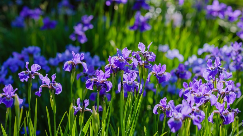 Siberian Iris in Spring