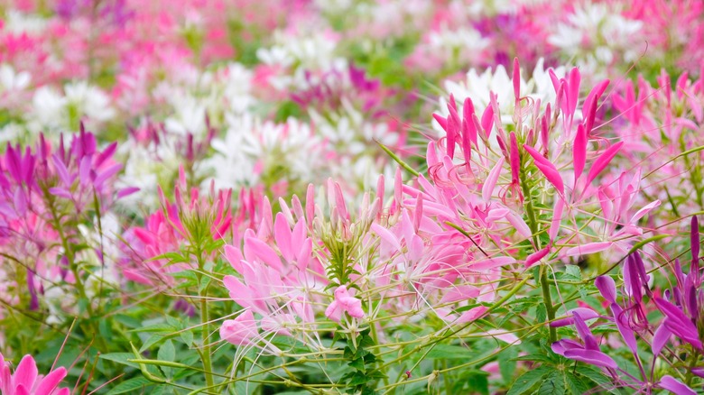 Up close Spider Flowers