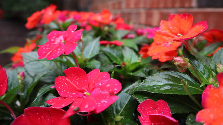 SunPatients in a flower box