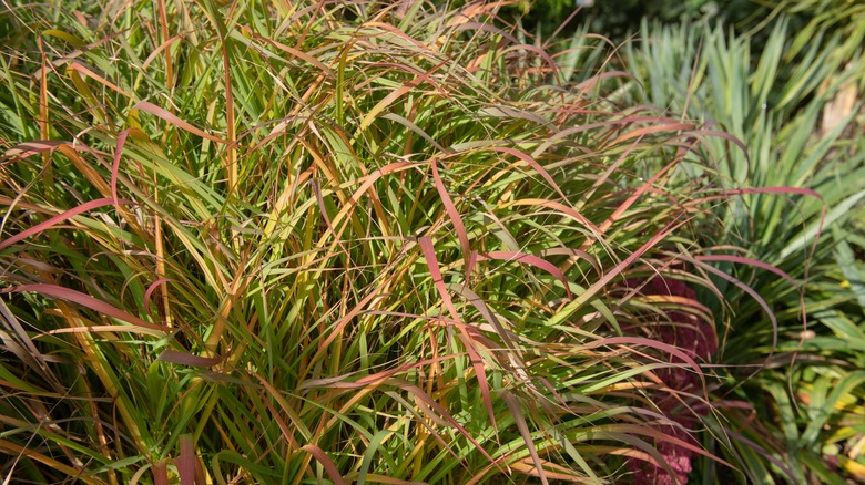 Close up on Switchgrasses