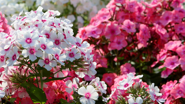 Phlox paniculata in white and pink