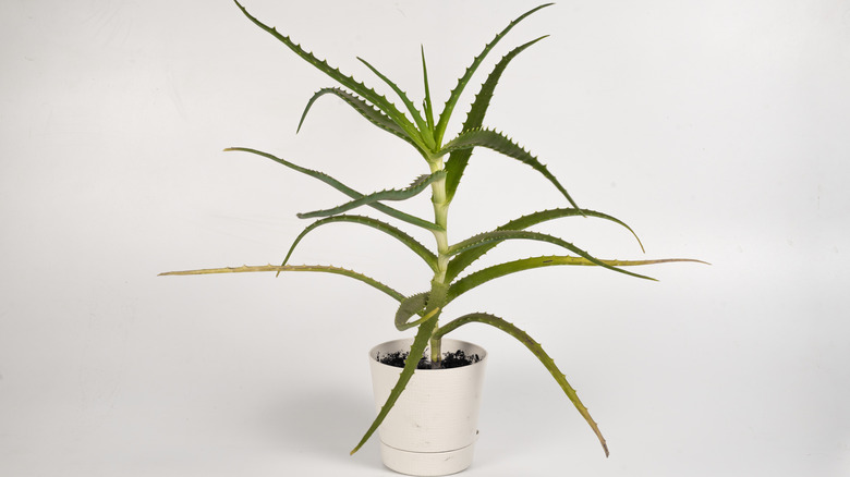 Aloe growing in a pot