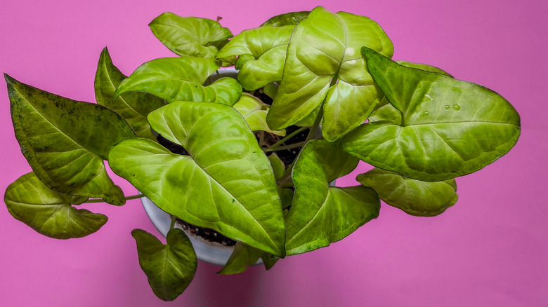 Top view of arrowhead plant