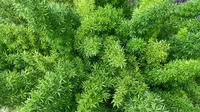 Close up asparagus fern