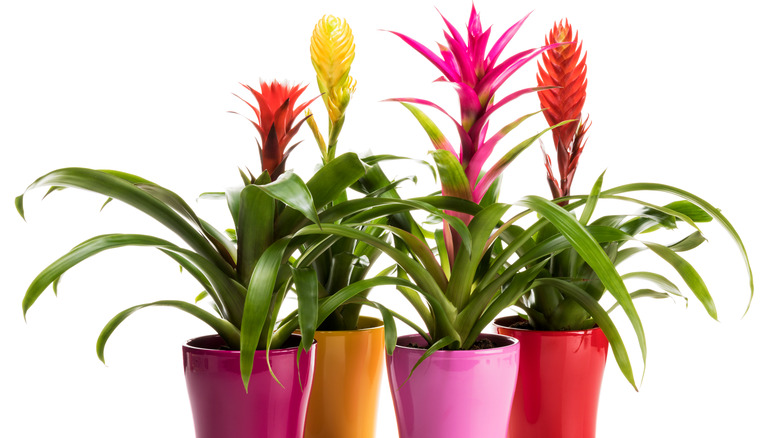 Four potted bromeliads