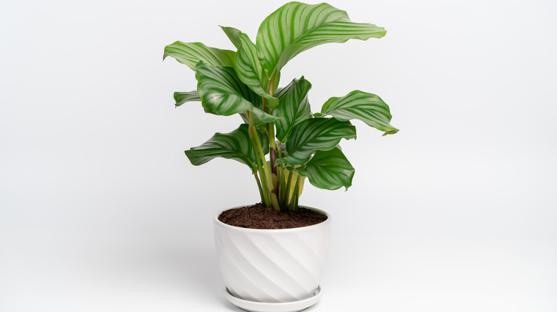 Potted calathea with white background