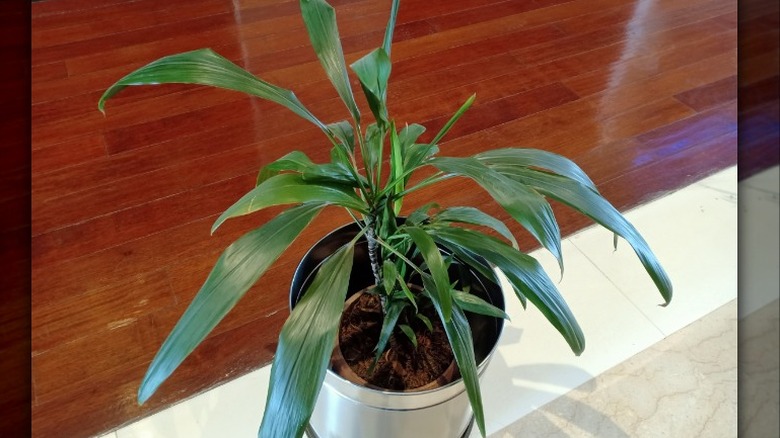 Potted cast iron plant