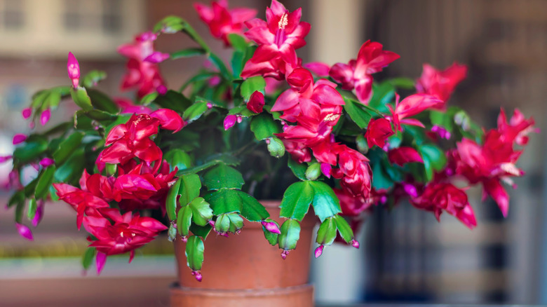 A potted christmas Cactus