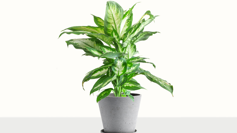 Potted dieffenbachia seguine