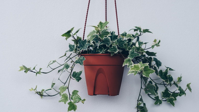 Hanging potted English ivy